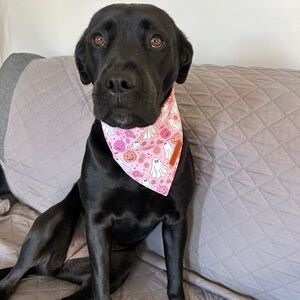 LIVE SHOW! “❤️” this listing to be notified